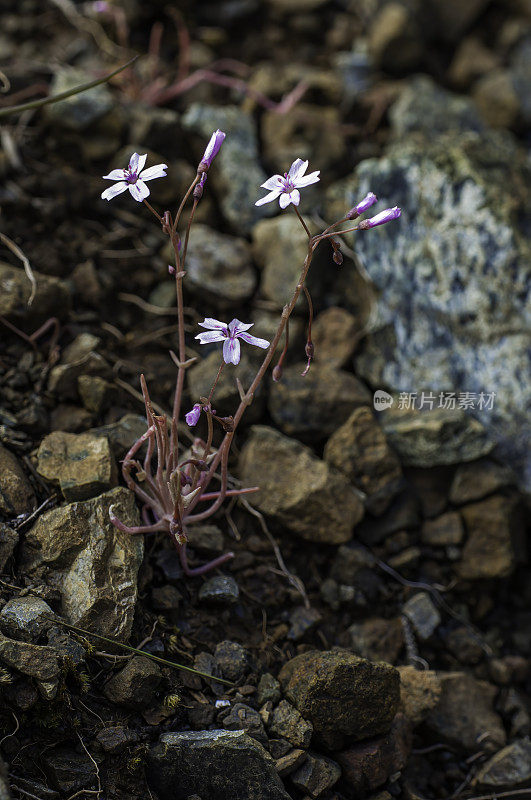 石膏花(Claytonia gypsophiloides)是石膏花科(Montiaceae)的一种野花，俗称“石膏春花”和“海岸泥花”或“Baby's Breath泥花”。蜿蜒的区域。